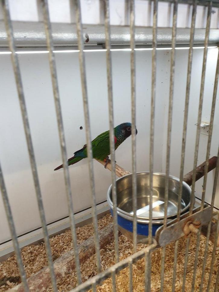 Pyrrhura emma TOP  kweekkoppel met certificaten!!!, Dieren en Toebehoren, Vogels | Parkieten en Papegaaien, Parkiet, Meerdere dieren