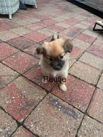 Wij mogen het nestje verlaten, 8 tot 15 weken, Meerdere, Meerdere dieren, Chihuahua