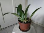 1 Haemanthus Albiflos – Poederkwast, Huis en Inrichting, Kamerplanten, Ophalen, Overige soorten, Halfschaduw, In pot
