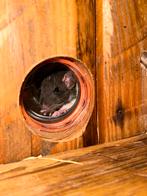 Baby ratjes, Rat, Meerdere dieren, Tam, Oktober