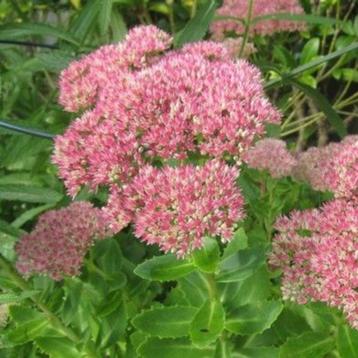 Hemelsleutel sedum vetkruid vaste tuinplant stekjes beschikbaar voor biedingen