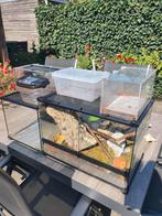 Terrarium set (6 terraria), Dieren en Toebehoren, Reptielen en Amfibieën | Toebehoren, Ophalen, Zo goed als nieuw, Terrarium of Paludarium