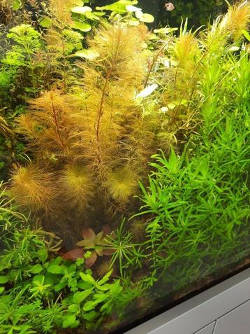 AKTIE: Mooie Bruine Myriophyllum, kleurige aquariumplant (R) beschikbaar voor biedingen