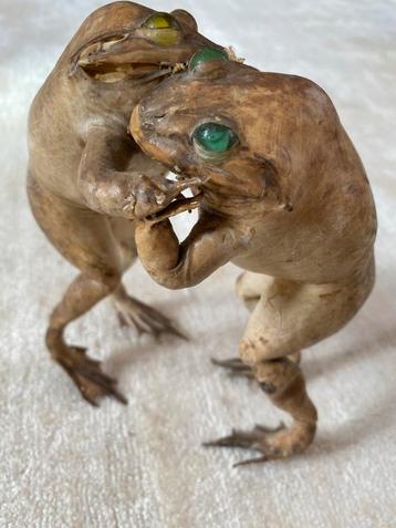 Unieke Taxidermie Kikkers - Top Staat! beschikbaar voor biedingen