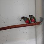 Tekoop pyrrhura's Molinea koppels en losse mannen., Dieren en Toebehoren, Meerdere dieren, Parkiet, Geringd