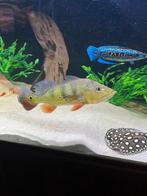 Cichla Kelberi, Dieren en Toebehoren, Vis, Zoetwatervis, Schoolvis