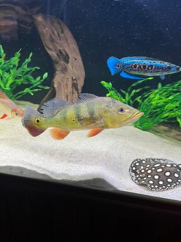 Cichla Kelberi beschikbaar voor biedingen