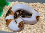 1.0 Yellowbelly Pied ball python regius te koop, Dieren en Toebehoren, Slang, Tam, 0 tot 2 jaar
