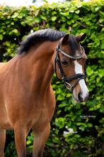 Super kinder- en sportpony!, Dieren en Toebehoren, Pony's, Merrie, Gechipt, Dressuurpony, M