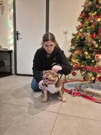 Trico chocolate American bully ️abkc stamboom, België, Particulier, Rabiës (hondsdolheid), 15 weken tot 1 jaar