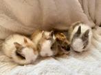 Lieve jonge leeuwenkop dwergkonijnen van 8 weken, Dieren en Toebehoren, Meerdere dieren, Dwerg