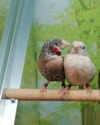 Bandvink koppel(man split bruin, pop split x opaal)., Dieren en Toebehoren, Vogels | Overige Vogels, Meerdere dieren