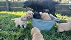 ✨ Lieve, speelse Labrador x Golden Retriever puppy’s, Golden retriever, 8 tot 15 weken, Meerdere, Meerdere dieren
