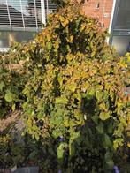 Krul Hazelaar, Overige soorten, Lente, 100 tot 250 cm, Ophalen