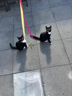 Lieve speelse kittens zoeken een thuis, Meerdere dieren