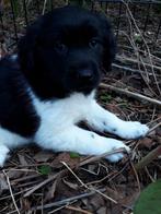 Mooi nest Friese Stabij pups, CDV (hondenziekte), Meerdere, 8 tot 15 weken, Meerdere dieren