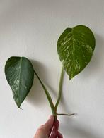 Monstera Variegata Kopstek, Huis en Inrichting, Kamerplanten, Overige soorten, In pot, Minder dan 100 cm, Groene kamerplant