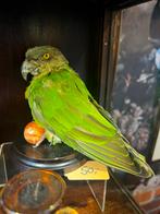 Opgezette kleine papegaai, Ophalen of Verzenden, Opgezet dier