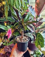 Croton op stam (Codiaeum variegatum), Huis en Inrichting, Kamerplanten, Ophalen of Verzenden, Overige soorten, Minder dan 100 cm