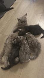 Britse Korthaar kittens met stamboom, Met stamboom