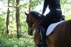 volledig 24 uurs stalling paard/pony., Dieren en Toebehoren, Stalling en Weidegang, Stalling