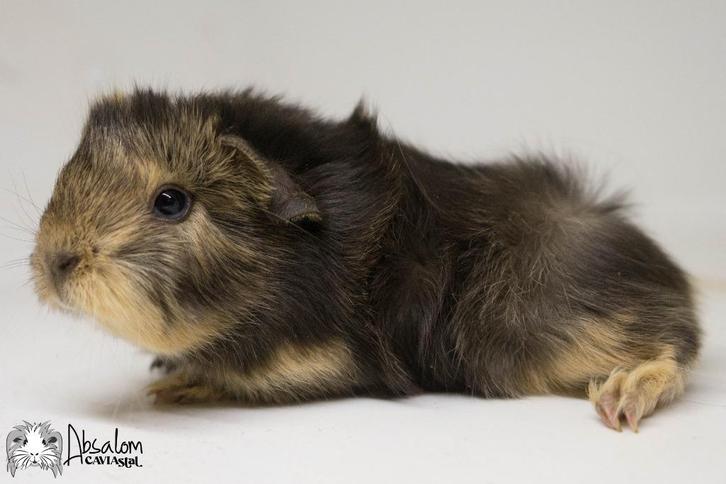 Choco otter creme witte peruvian cavia (california choco?), Dieren en Toebehoren, Knaagdieren, Mannelijk, Cavia, Oktober, Tam