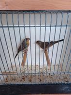 Te koop span mexicaanse roodmussen., Dieren en Toebehoren, Meerdere dieren