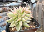 Echeveria Elkhorn Variegata Cristata/pot 7cm/vetplant, Huis en Inrichting, Ophalen of Verzenden, Overige soorten, Minder dan 100 cm