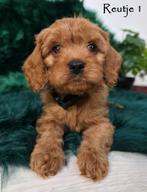 Cavapoo - Pups, Dieren en Toebehoren, Honden | Chihuahua's en Gezelschapshonden, Overige rassen, CDV (hondenziekte), 8 tot 15 weken
