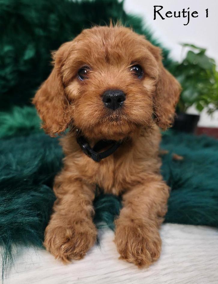 Cavapoo - Pups, Dieren en Toebehoren, Honden | Chihuahua's en Gezelschapshonden, Meerdere dieren, Overige rassen, Fokker | Hobbymatig
