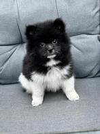 Te koop mini chow chow, Reu, 8 tot 15 weken, Parvo, Eén hond