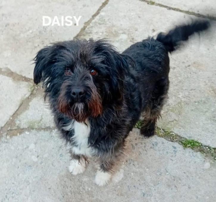Daisy ter adoptie, Dieren en Toebehoren, Honden | Niet-rashonden, Klein, Teef, Particulier, Eén hond, Buitenland, 6 jaar of ouder