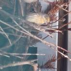 Mexicaanse vink split, Dieren en Toebehoren, Vogels | Kanaries, Meerdere dieren, Zangkanarie