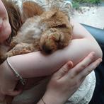 Multigen labradoodle puppies – Gezond sociaal & met paspoort, Overige rassen, CDV (hondenziekte), 8 tot 15 weken, Meerdere