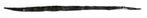 Romeins lang pijlpun L265mm b7,5mmt  b962, Antiek en Kunst, Verzenden