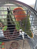 Gezocht!! Roseicolli man van 2023/ 2024, Mannelijk, Parkiet, Geringd