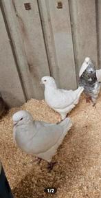 1 witte king duivin 2 doffers, Meerdere dieren