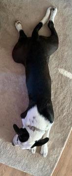 Pitbull/ husky pup ( ZSM), Rabiës (hondsdolheid), 15 weken tot 1 jaar, Reu, Eén hond