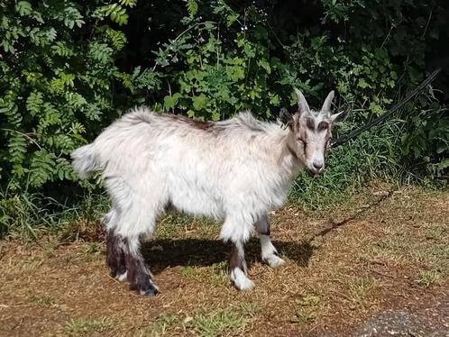 Nederlandse landgeit, Dieren en Toebehoren, Schapen, Geiten en Varkens, Geit, Mannelijk