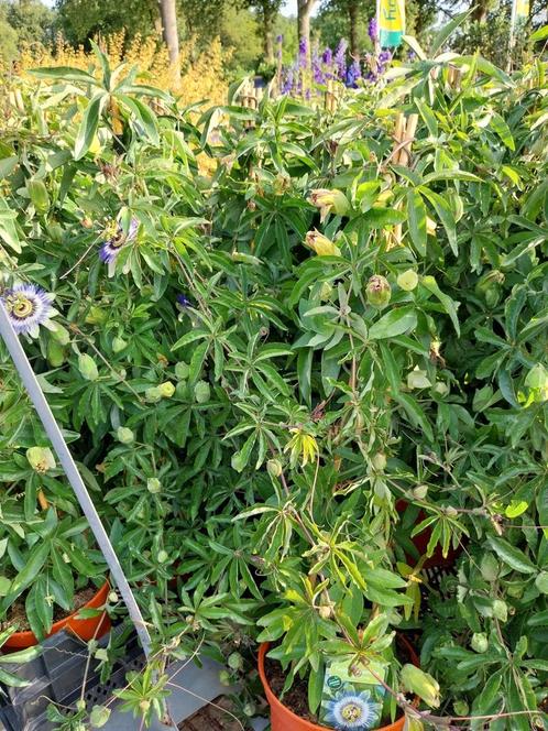 Passiebloemen 60-100 cm, Tuin en Terras, Planten | Tuinplanten, Siergrassen, Volle zon, Zomer, Ophalen