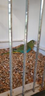 Jong turquoisine koppel te koop, Meerdere dieren, Parkiet
