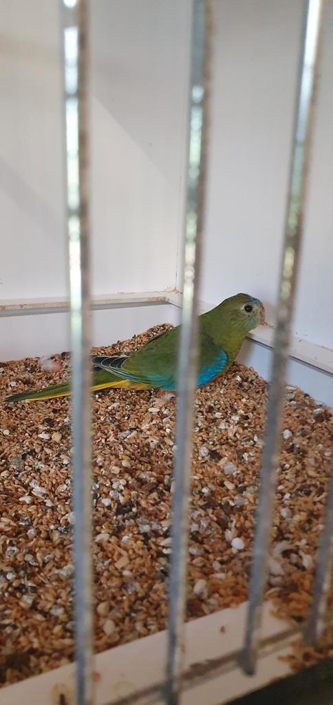 Jong turquoisine koppel nog 23 uur te koop, Dieren en Toebehoren, Vogels | Parkieten en Papegaaien, Parkiet, Meerdere dieren