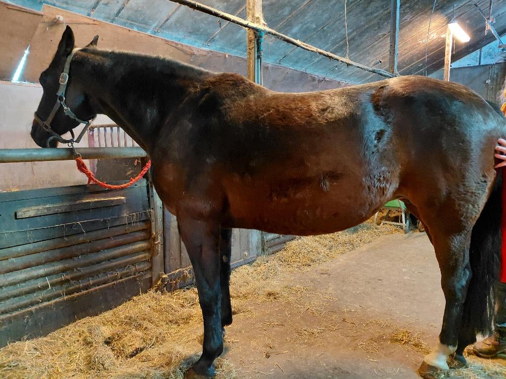Drachtige rijpaard merrie Jhonson x Lord sinclair, Dieren en Toebehoren, Paarden en Pony's | Dekhengsten en Fokmerries, Merrie