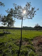 Malus retsentil dakbomen, Tuin en Terras, Planten | Bomen, Lente, 100 tot 250 cm, Dakboom, Ophalen