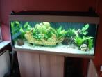 juwel rio 240, Dieren en Toebehoren, Vissen | Aquaria en Toebehoren, Ophalen, Nieuw, Gevuld zoetwateraquarium