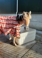 Fjord jaarling te koop, Dieren en Toebehoren, Paarden, Hengst, Niet van toepassing, Minder dan 160 cm, 0 tot 2 jaar