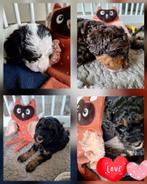 Bernedoodle pups multigen (Sennendoodle), CDV (hondenziekte), 8 tot 15 weken, Meerdere, Meerdere dieren