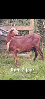 Barbados Black belly rammen, Dieren en Toebehoren, Schapen, Geiten en Varkens, Mannelijk, Schaap