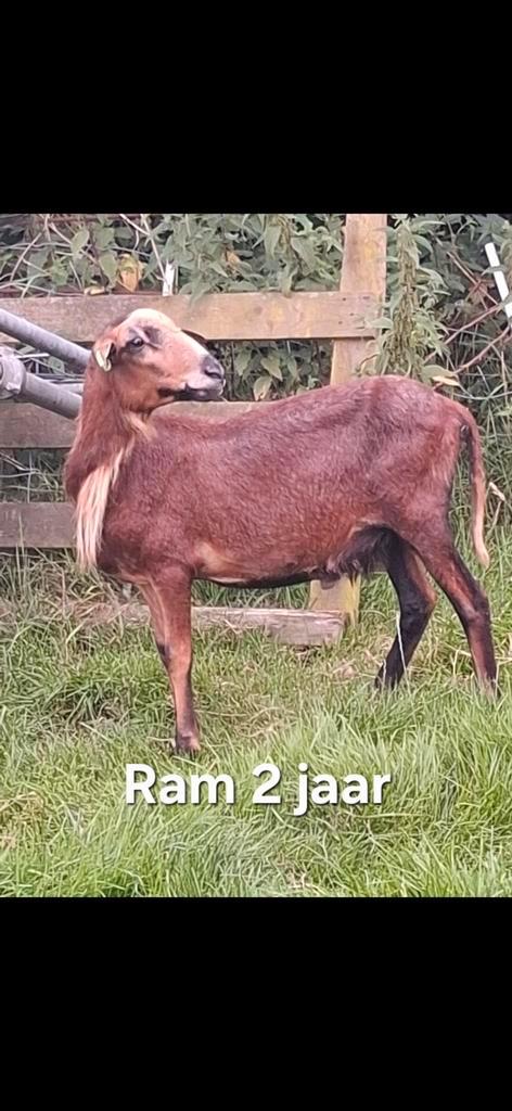 Barbados Black belly rammen, Dieren en Toebehoren, Schapen, Geiten en Varkens, Schaap, Mannelijk