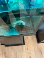 Te koop mooie jonge axelotl, Dieren en Toebehoren, Ophalen of Verzenden